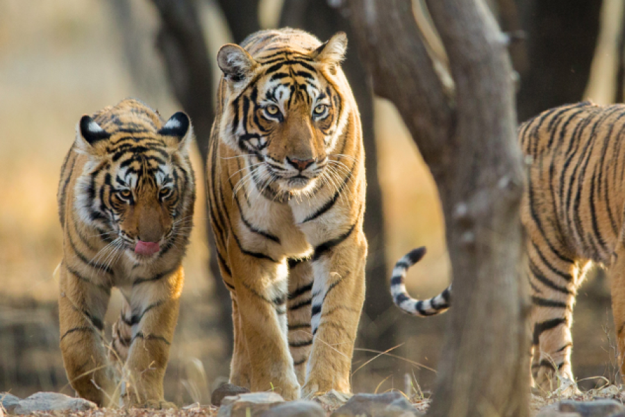 Short Escape Ranthambore Tour