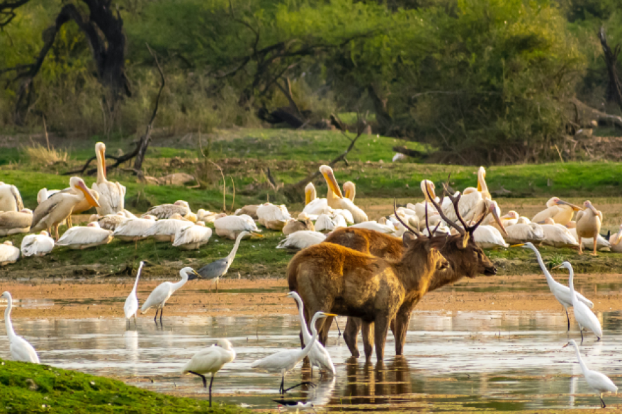 Golden Triangle with Bharatpur Tour