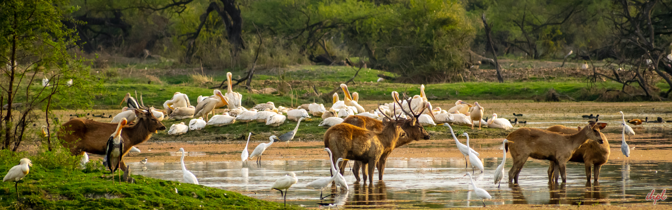 Golden Triangle with Bharatpur Tour