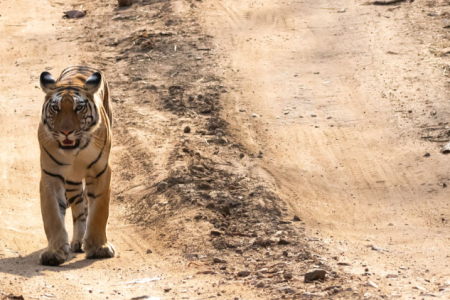 Golden Triangle Tour with Ranthambore & Bharatpur