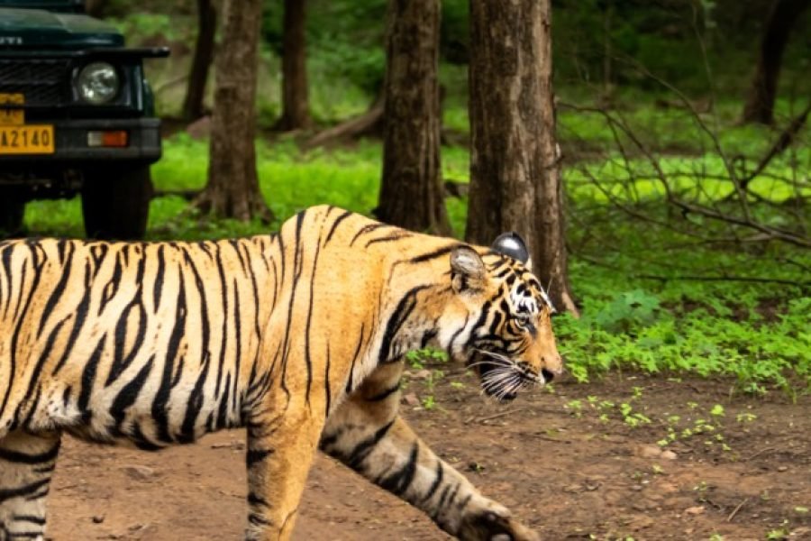 India Wildlife Tour