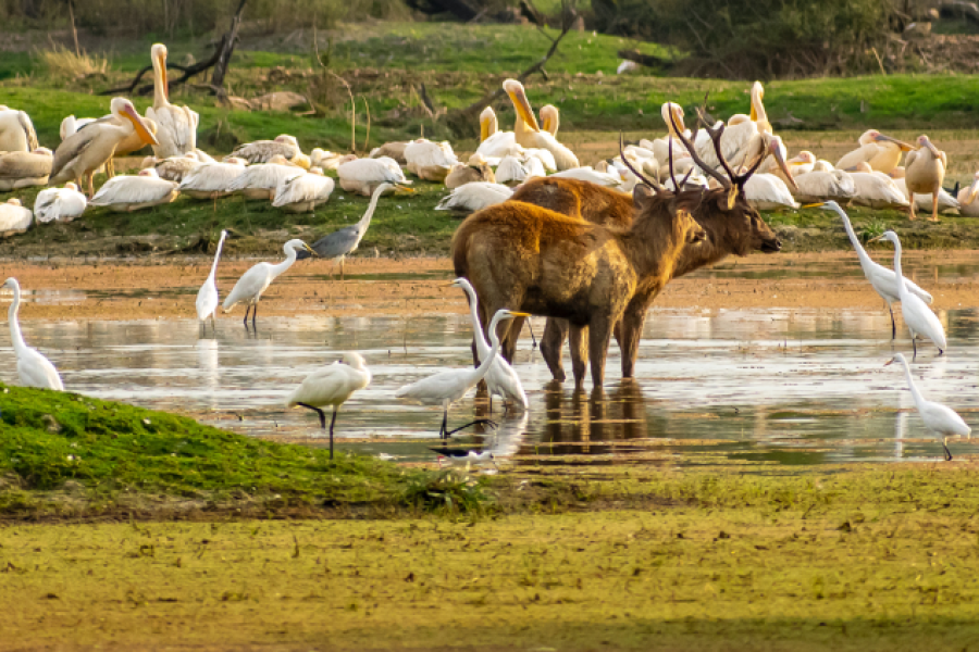 3 Days Tour to Bharatpur