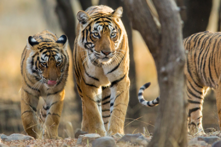 3 Days Tour to Ranthambore