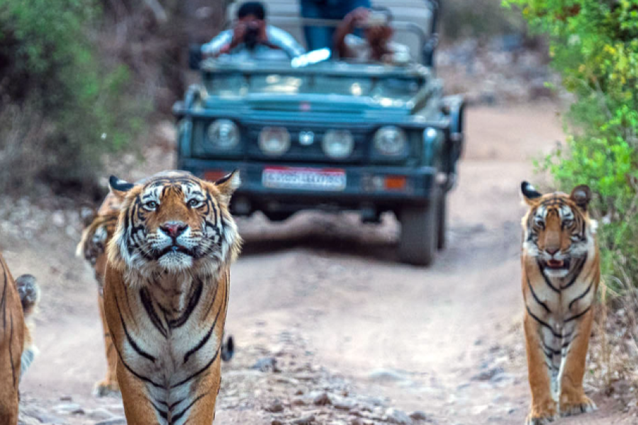 India Nepal Wildlife Tour