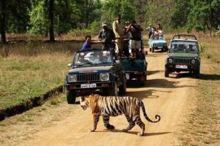 Golden Triangle with Tigers