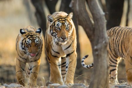 Jaipur Ranthambore Tour