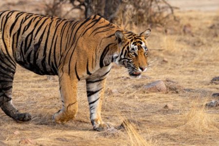 Wildlife of India with Golden Triangle Tour