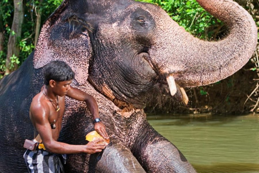 Jaipur Elephant Village Tour