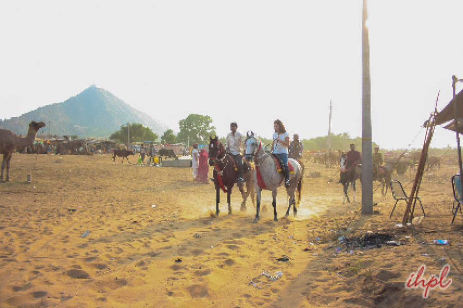 Horse Safari in Rajasthan