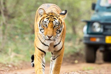 Jaipur Ranthambore Day Trip