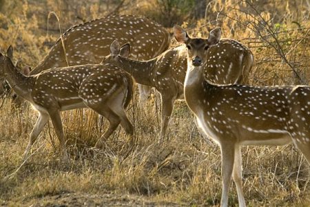 One Day Trip to Sariska from Jaipur