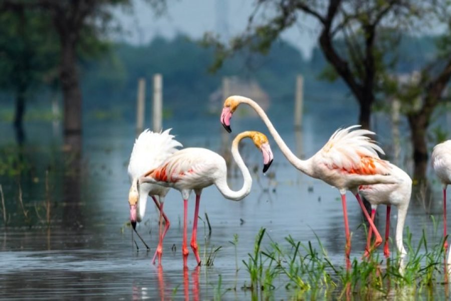 India Golden Triangle with Wildlife